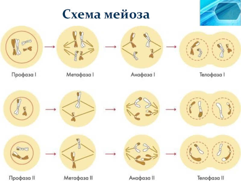 Схема мейоз 1