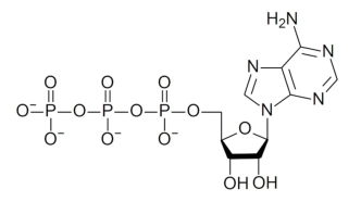 The structure and function of ATP. The formation of ATP in the aerobic and anaerobic respiration