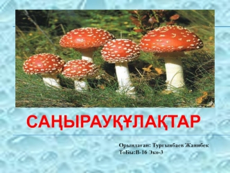 Саңырауқұлақтарың морфологиясы