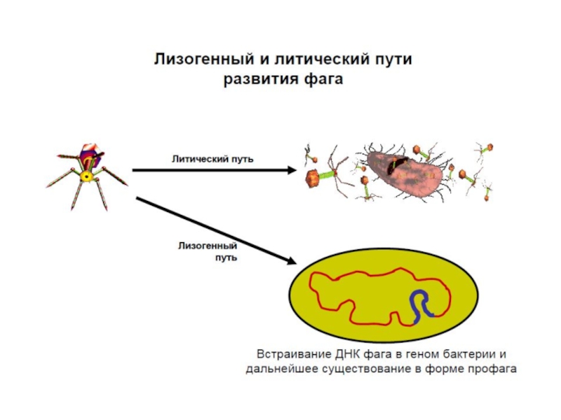 Лизогенный цикл. Лизогенный жизненный цикл бактериофага. Бактериофаг литический и лизогенный\. Лизогения бактериофагов микробиология. Лизогенный Тип взаимодействия фага с клеткой.