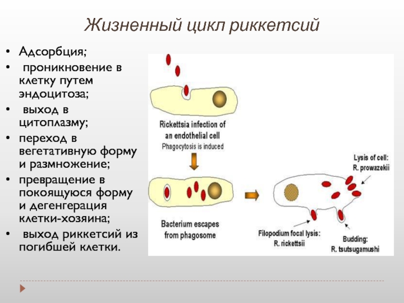 Развитие хламидий. Жизненный цикл риккетсии микробиология. Стадии жизненного цикла риккетсий. Стадии жизненного цикла хламидии. Схема стадий жизненного цикла риккетсий.