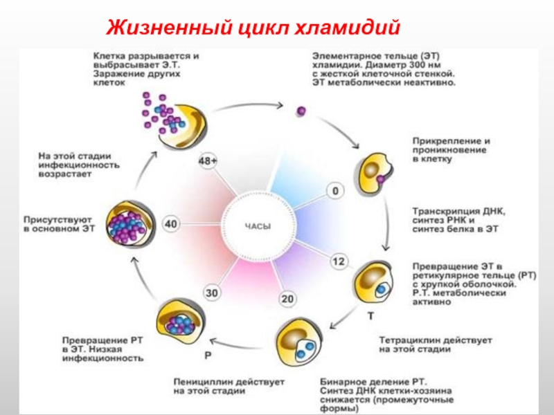 Жизненный цикл хламидий схема