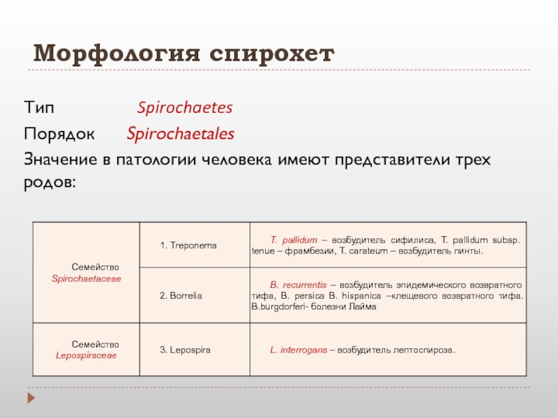 Представители порядков. Спирохеты риккетсии хламидии актиномицеты микоплазмы. Таблица актиномицетов, микоплазм, хламидий, риккетсий, спирохет. Морфология спирохет. Морфология и строение спирохет.