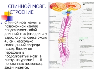 Спинной мозг. Строение