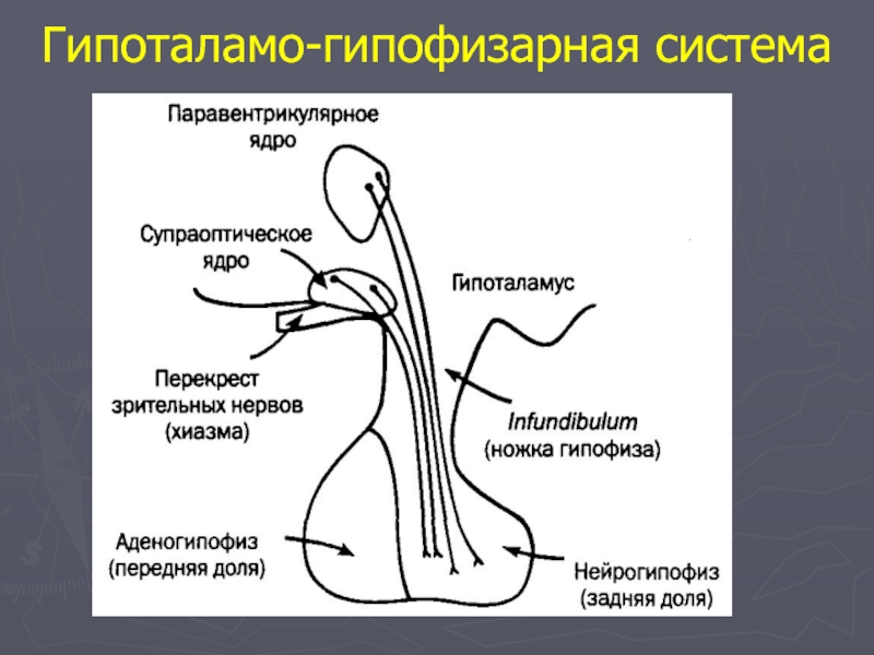 Гипофиз кровеносная система. Схема связей гипоталамуса и гипофиза. Гипоталамогипофзарная система. Гипоталамо-гипофизарная система регуляции желез. Структура гипоталамо-гипофизарной системы.