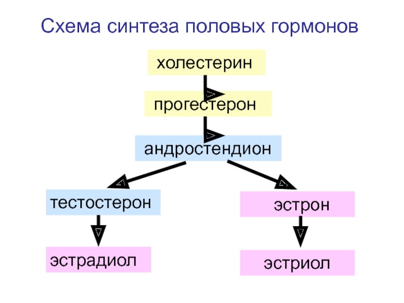 Синтез половых гормонов схема