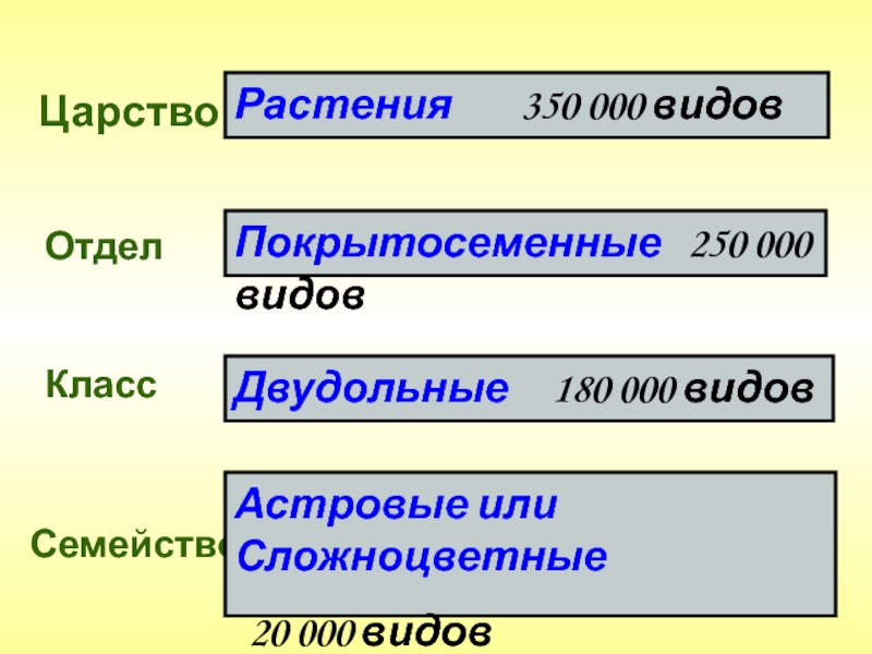 Царство отдел класс род вид гвоздики