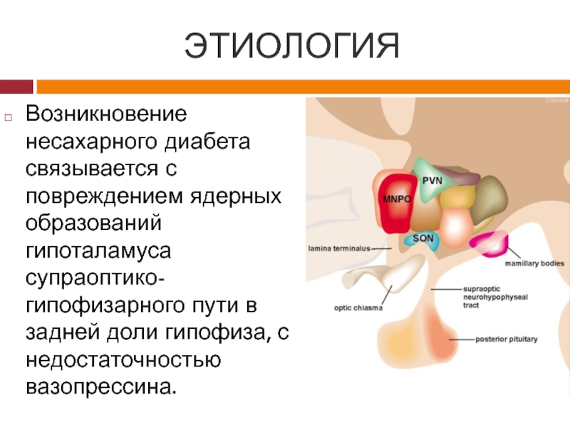 Несахарный диабет у собак