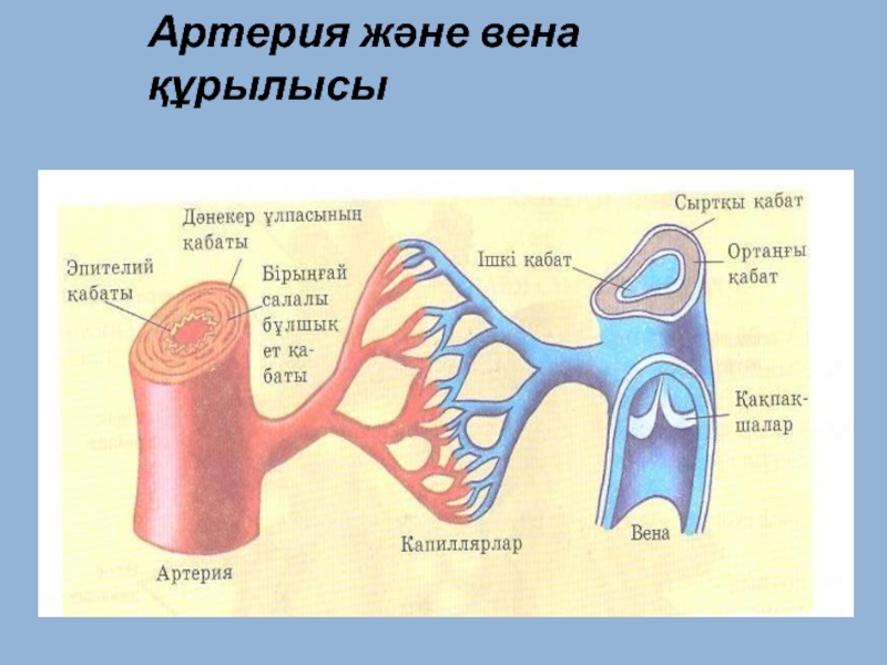 Артерии и вены тест