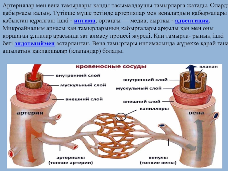 Три слоя артерий. Внутренний слой артерии. Артерия Вена қан тамырлары. Сосуды и капилляры человека.