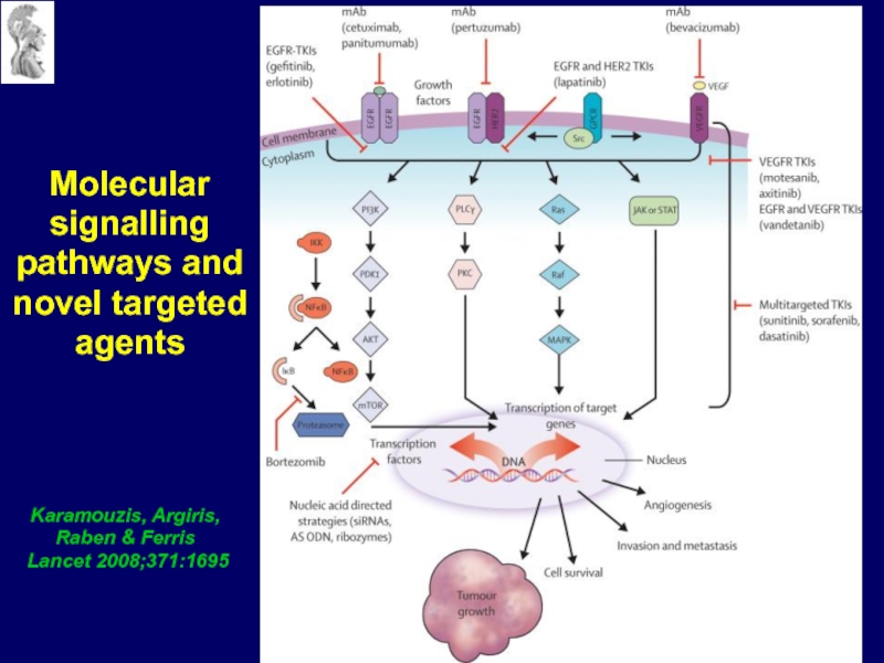 Targeted agents