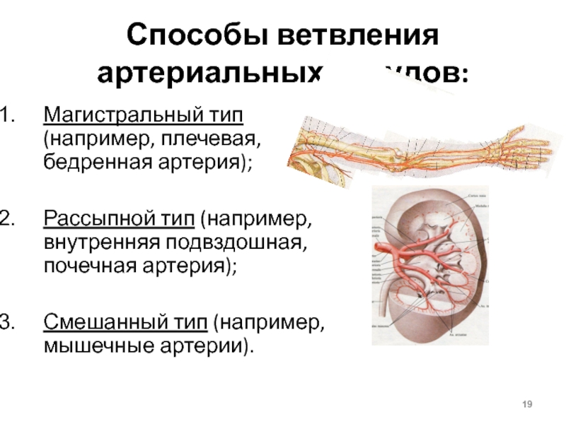 Функция почечной артерии. Почечные артерии анатомия. Рассыпной Тип кровоснабжения почки. Почечные артерии магистральные.