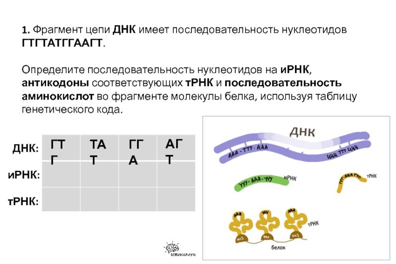 Фрагмент ирнк имеет последовательность. Фрагмент цепи ДНК имеет последовательность нуклеотидов ГТГТАТГГААГТ. Фрагмент цепи ДНК имеет последовательность нуклеотидов. Фрагмент цепи ДНК имеет последовательность. Фрагмент цепи имеет последовательность нуклеотидов ГТГТАТГГААГТ.