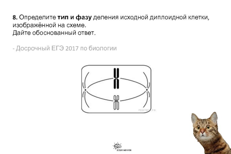 Определите тип деления. Определите Тип и фазу деления. Тип и фазу деления исходной диплоидной клетки. Определите Тип и фазу деления гаплоидной клетки. Определите Тип и фазу деления исходной диплоидной клетки.