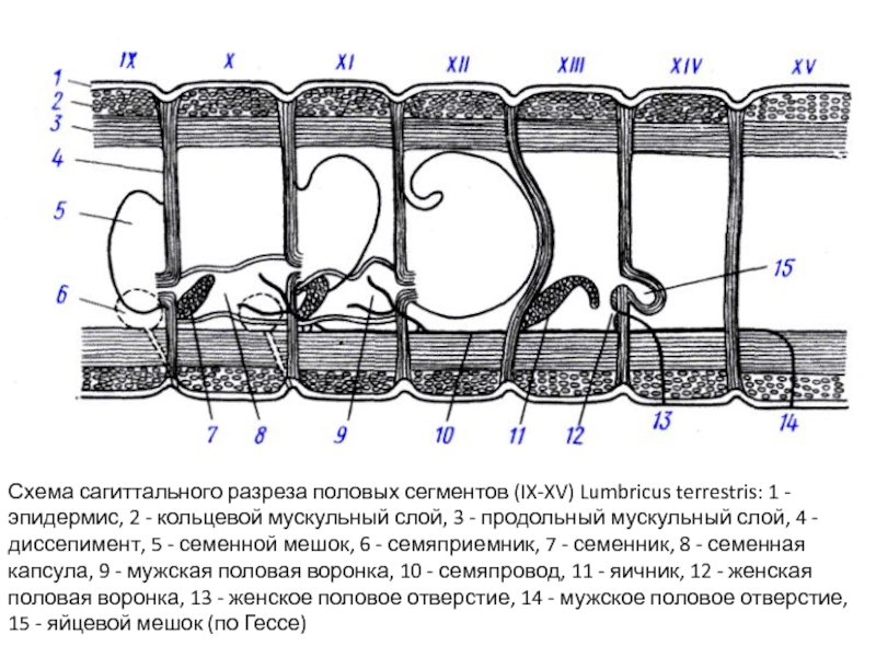 Сегмент дождевого червя. Lumbricus terrestris строение. Внутреннее строение Lumbricus terrestris. Схема вскрытия дождевого червя. Схема сагиттального разреза половых сегментов дождевого червя.