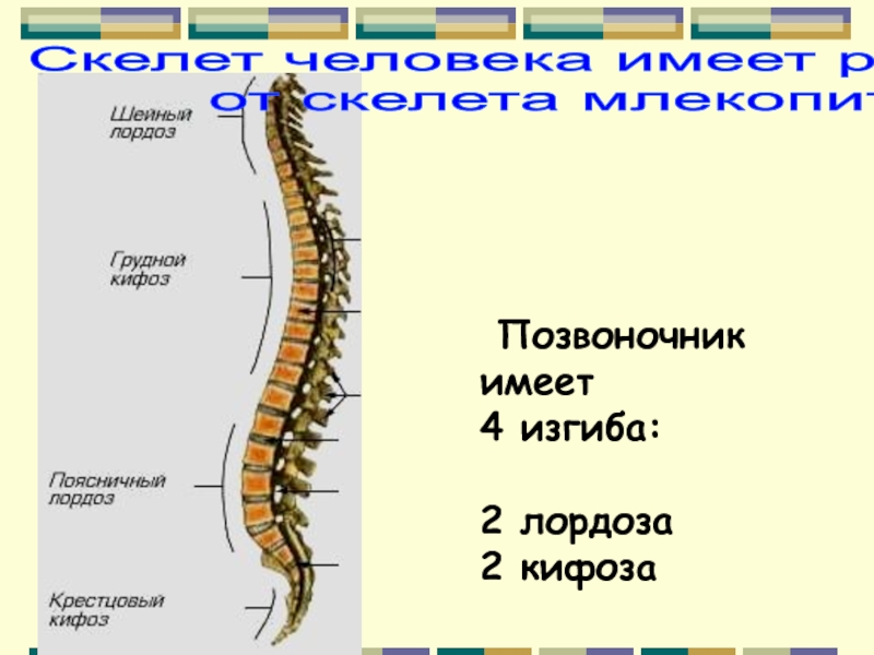 Позвоночные изгибы. Скелет позвоночника лордоз кифоз. Изгибы позвоночника животных. Позвоночник человека имеет изгибов. Различия позвонков человека.