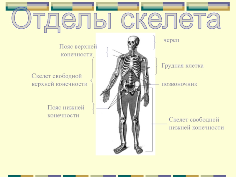 Головной отдел скелета. Скелет конечностей. Отделы скелета. Пояса конечностей отделы скелета. Осевой скелет и скелет конечностей.