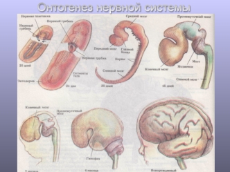 Онтогенез нервной системы. Анатомические обозначения