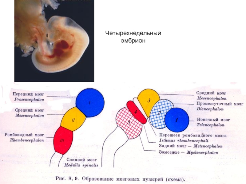 Каким номером на схеме обозначена будущая нервная система эмбриона