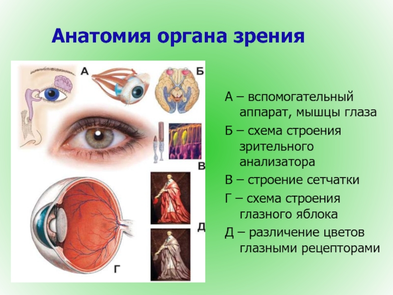 Орган зрения презентация. Зрительный анализатор вспомогательный аппарат глаза. Вспомогательный аппарат глазного яблока схема. Орган зрения глазное яблоко и вспомогательный аппарат. Строение зрительного аппарата и структура зрительного опыта.