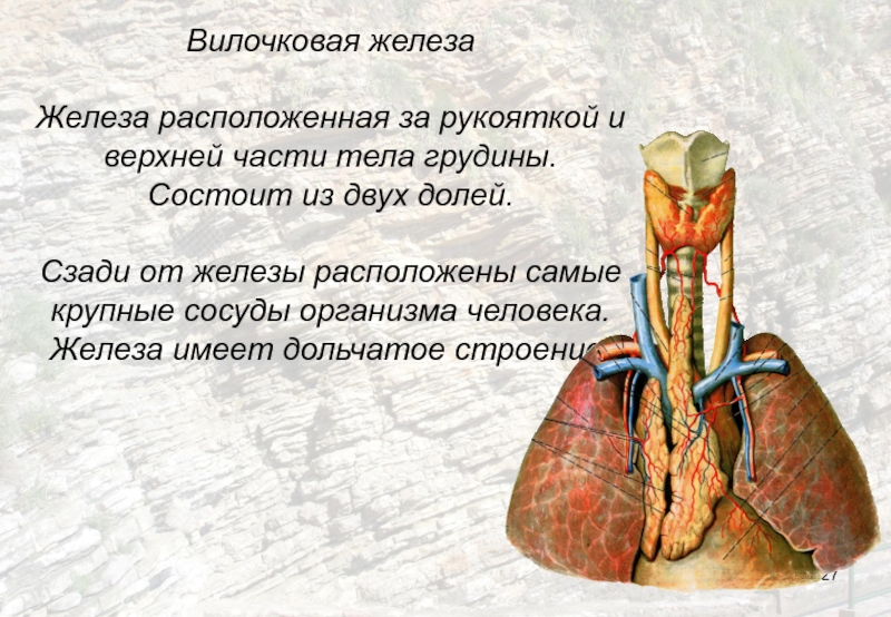 Где находится вилочковой железы. Вилочковая железа где находится. Вилочковая железа психосоматика. Вилочковая кость у человека.