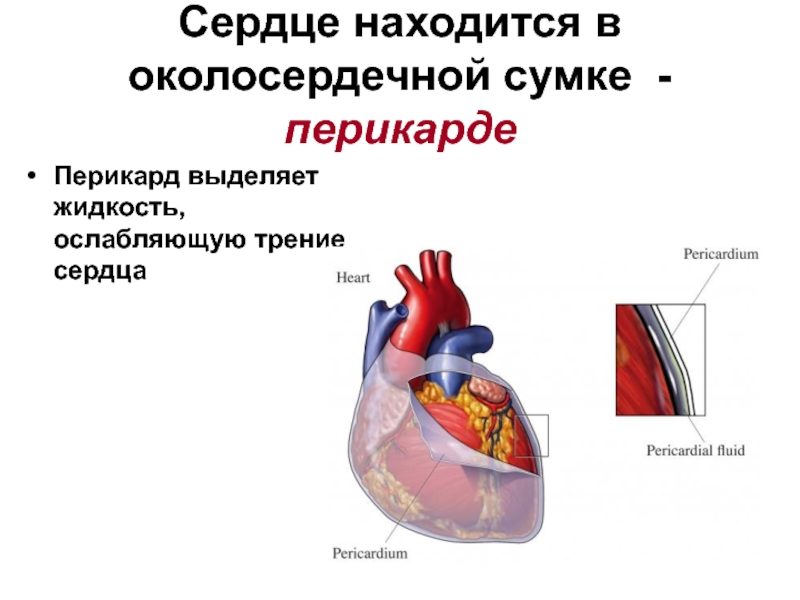 Реферат: Строение и функции сердца