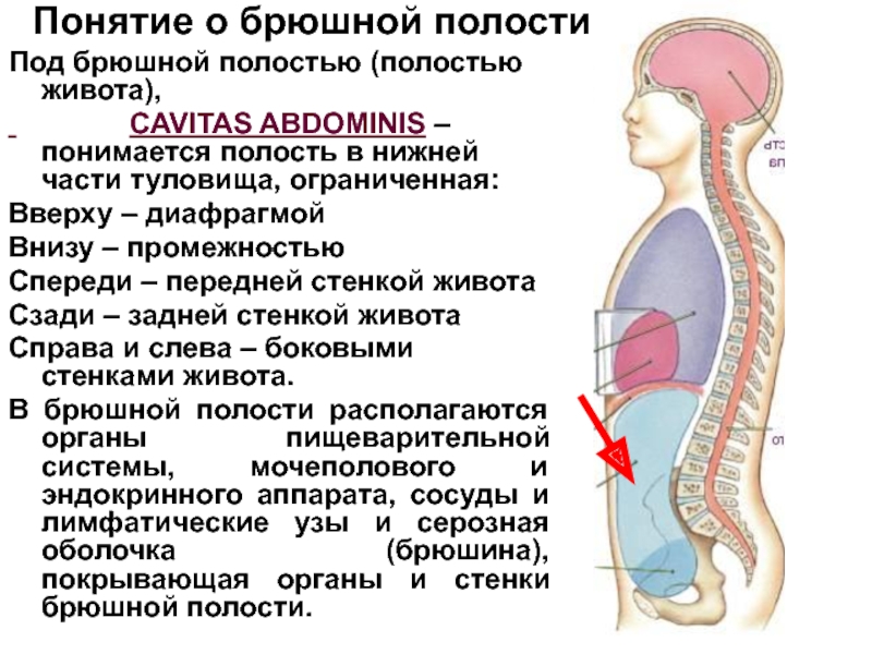 Полость живота