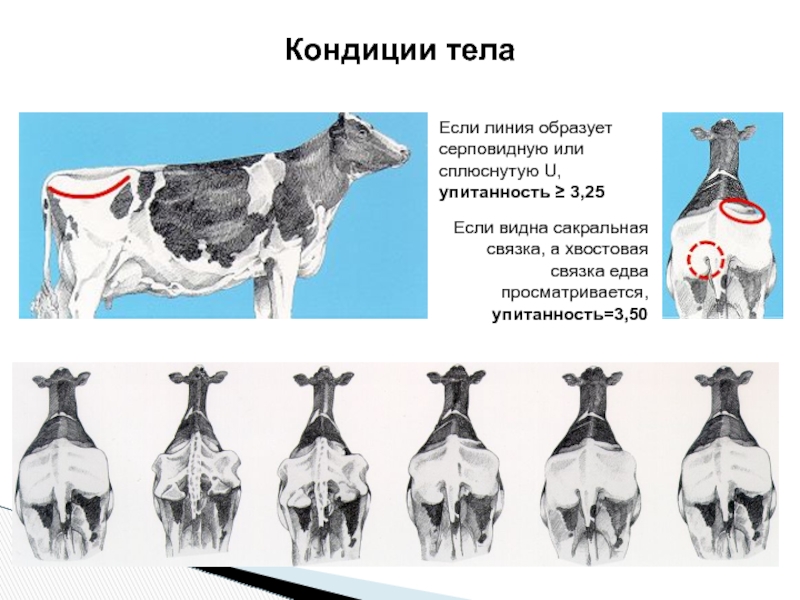 Кондиции это. Упитанность КРС. Кондиция коров. Категории упитанности животных. Упитанность сельскохозяйственных животных.