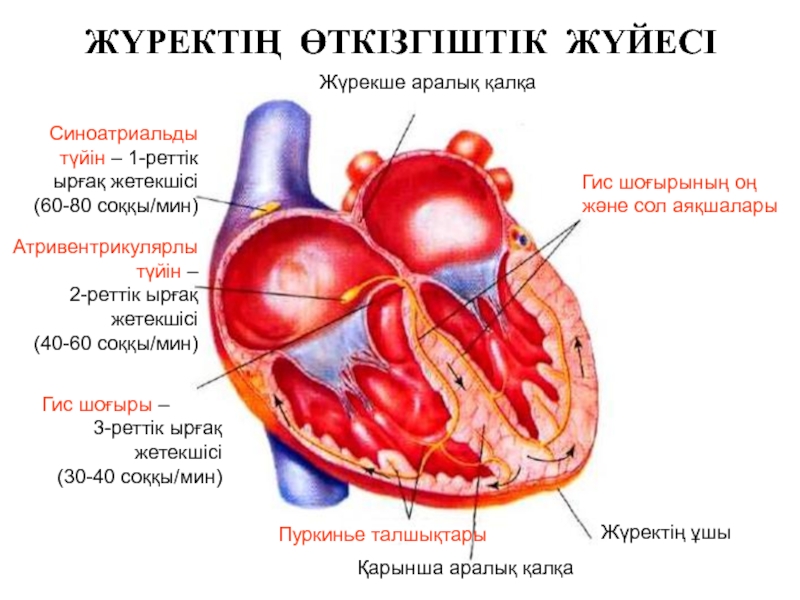 Жүрек автоматиясының механизмі презентация