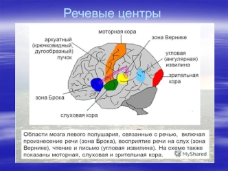 Нарушение произносительной стороны речи - дизартрия