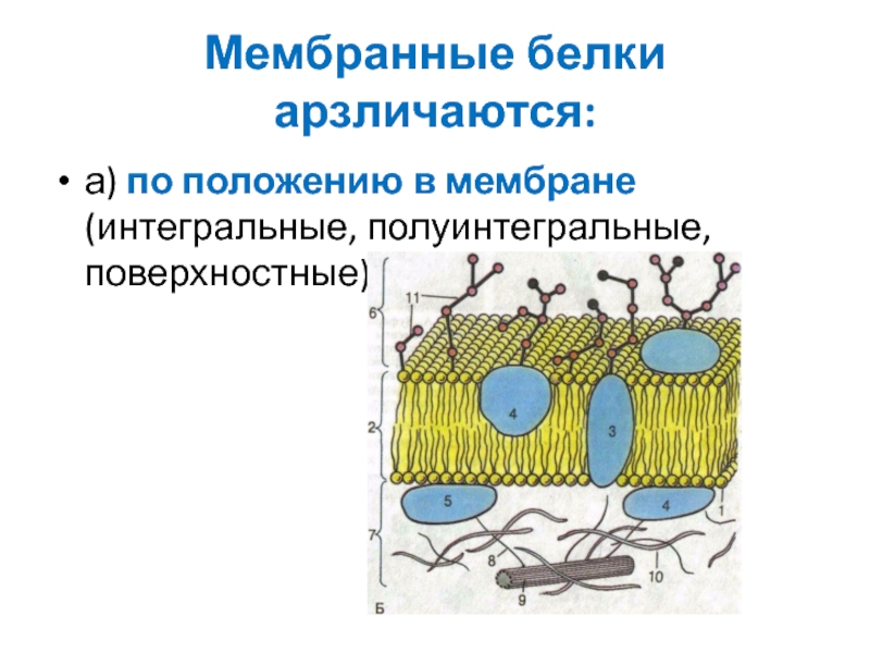 Белки мембраны. Полуинтегральные белки мембраны. Интегральные полуинтегральные и периферические белки. Интегральные белки полуинтегральные поверхностные. Поверхностный белок мембраны.