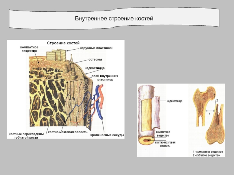 Компактное вещество рисунок. Внутреннее строение кости. Строение костей схема. Внутреннее строение кости схема. Строение кости изнутри.