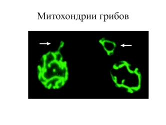 Митохондрии грибов