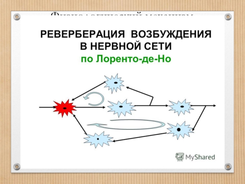 Реверберация это. Реверберация возбуждения. Реверберация нервных импульсов. Реверберация физиология. Реверберационный механизм кратковременной памяти.