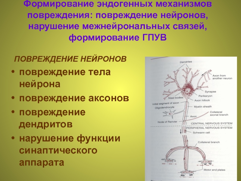 В связи были повреждения. Повреждение нейронов. Механизм формирования ГПУВ. Неспецифические механизмы повреждения нейронов. Поврежденный Нейрон.