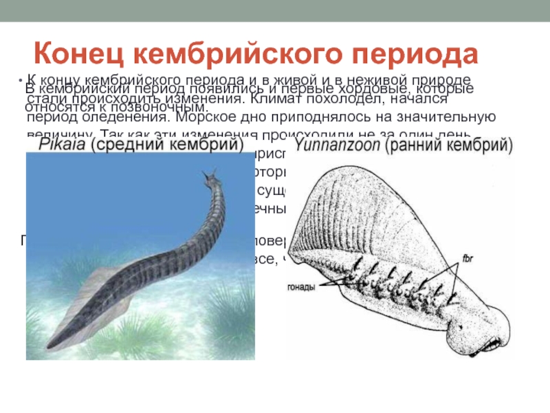 Первая эра. Кембрийский период климат. Первые Хордовые кембрийского периода. Конец кембрийского периода. Кембрийский период обозначение.