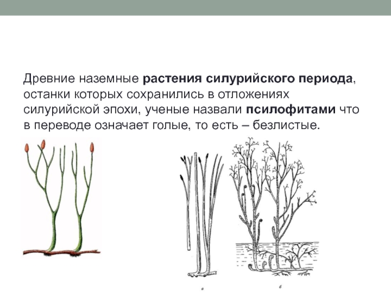 Список наземных растений