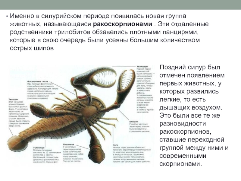 Появляются в период. Ракоскорпион переходная форма. Ракоскорпионы строение. Строение тела ракоскорпиона. Ракоскорпионы доклад.