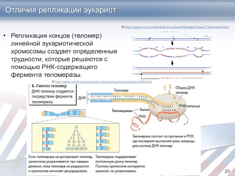 Репликация у эукариот происходит. Схема репликации ДНК эукариот. Репликация теломерной ДНК.