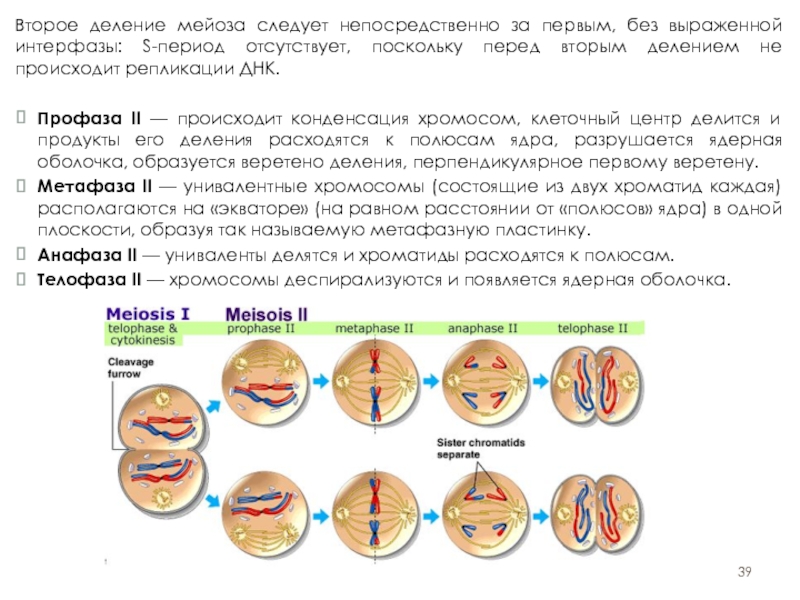 Спирализация хромосом конъюгация. Профаза 1 и 2 деление. В профазе 1 мейоза 2 набор хромосом. Профаза 1 мейотического деления. Профаза мейоза 1.