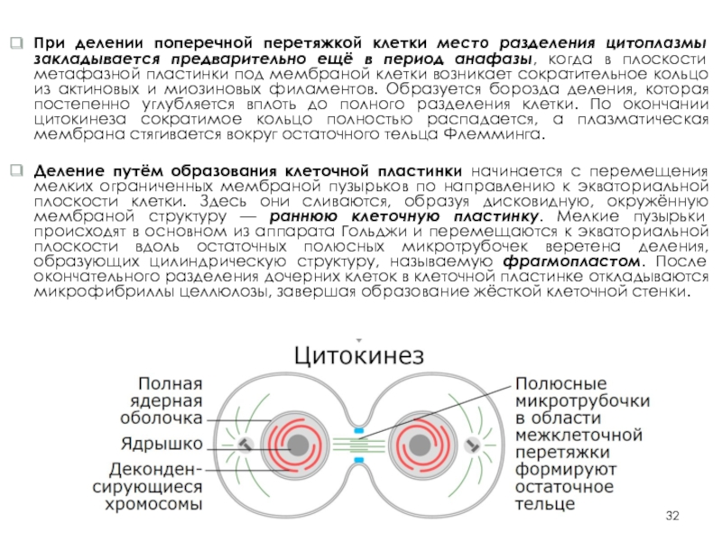 Место деления. Образование клеточной перетяжки. Поперечная перетяжка клетки. Деление цитоплазмы при делении клетки. Формирование поперечной перетяжки.