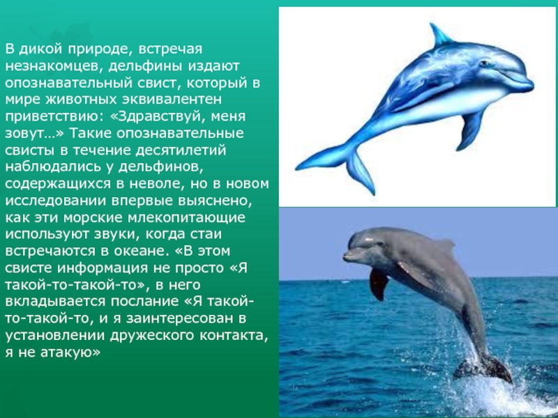 Дельфин издает звуки