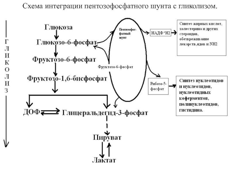 Схема пентозофосфатного цикла