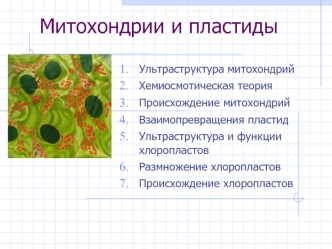 Митохондрии и пластиды