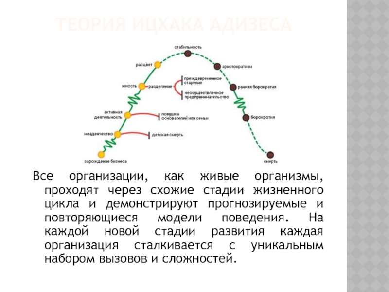 Как правильно трактовать зубчики на схеме адизеса перед этапами младенчество бюрократизация и юность