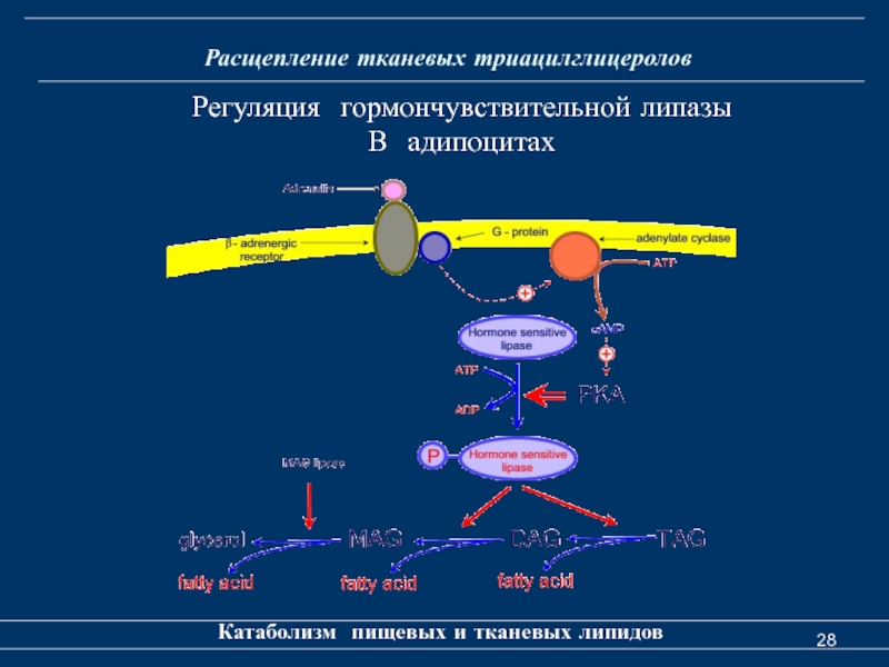 Таг липаза. Механизм регуляции липазы гормонами. Регуляция активности таг липазы. Схема активации тканевой липазы. Механизм регуляции активности липазы.