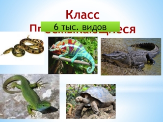 Класс Пресмыкающиеся