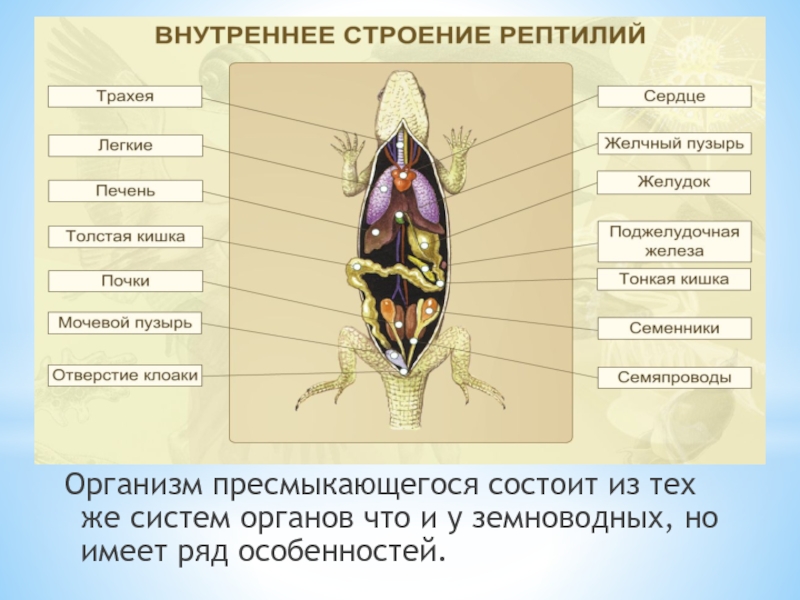 Внутренние органы рептилий. Дыхательная система пресмыкающихся. Органы и системы органов рептилий. Внутреннее строение пресмыкающихся. Внутренне строение пресмыкающихся.