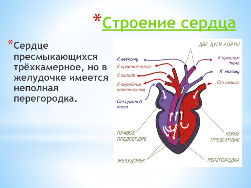 4 сердце пресмыкающихся состоит из. Строение сердца пресмыкающихся. Строение сердца пресмыкающихся схема. Сердце у пресмыкающихся трехкамерное с неполной перегородкой. Неполная перегородка в желудочке сердца у рептилий.