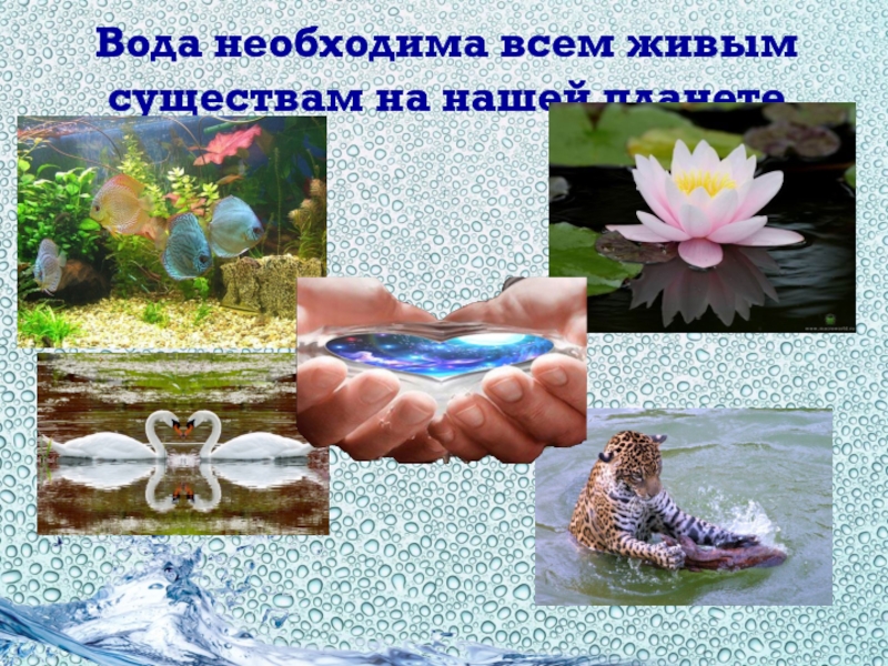 Живые существа одним словом. Вода источник всего живого. Вода источник жизни. Вода — основа жизни на нашей планете.. Вода для животных и растений.